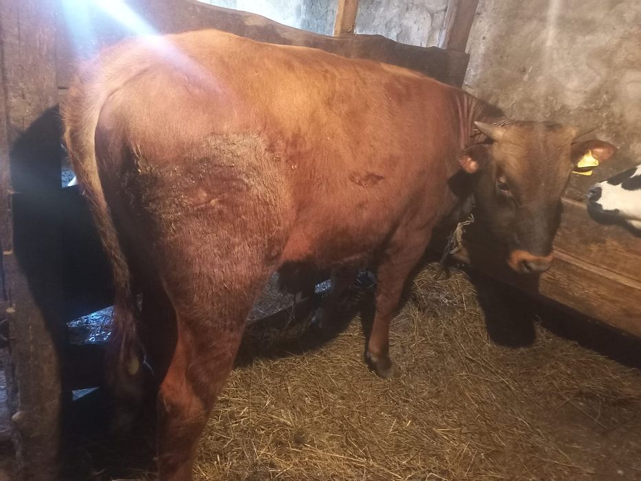 Продам телят подробности по телефону