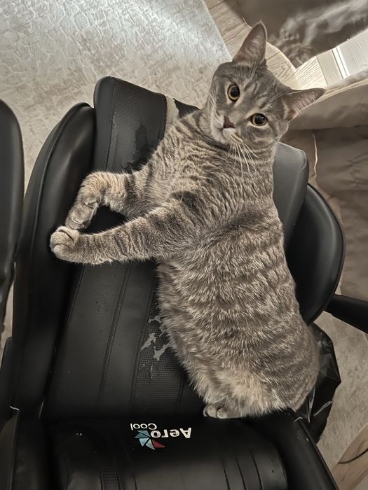 Отдадим кота в добрые руки