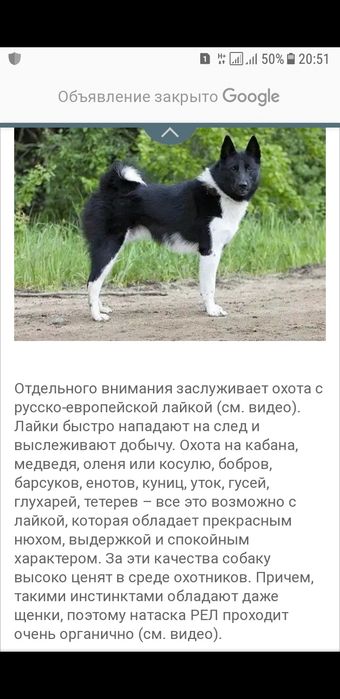 Продам   щенков русско - европейской лайки!