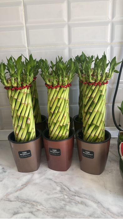 Бамбук на воде аква растение