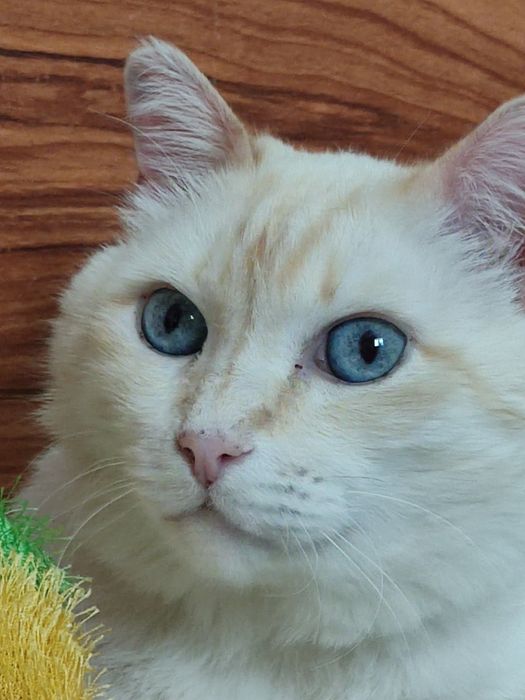 Шикарный котик ищет дом