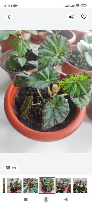 Комнатные цветы  , растения