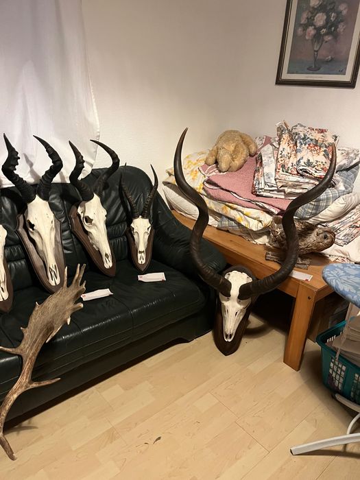 Трофеи, Африка, лов