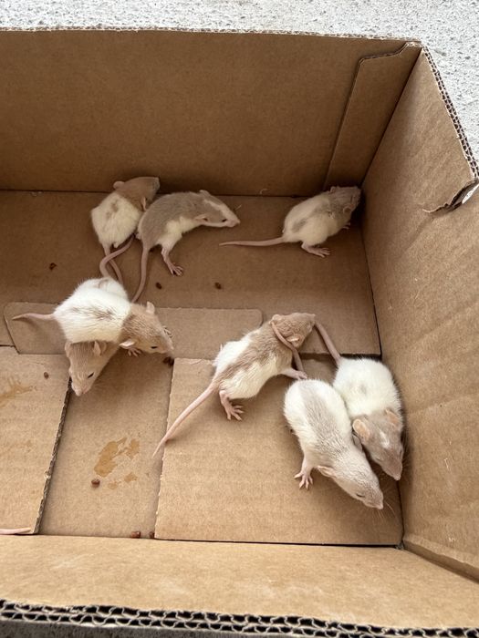 Sobolani de companie