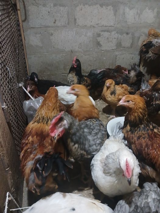 Продам куры Продам куры
