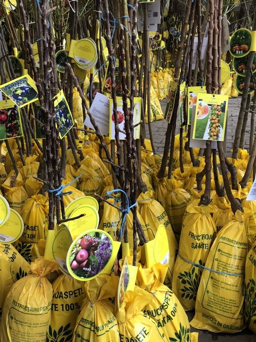 Vand pomi columnari diferite soiuri