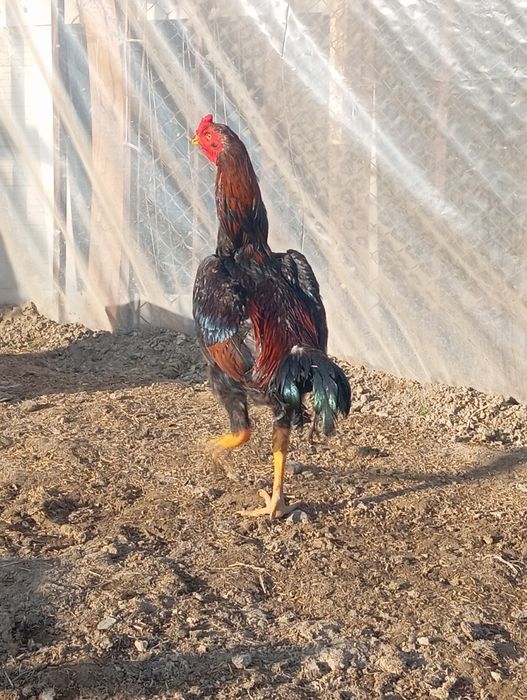 Дакан шөже қораз