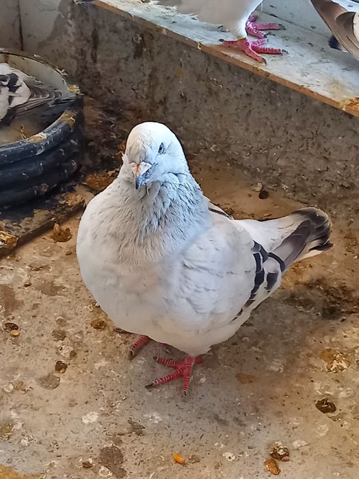 Vând porumbei standard sidefati