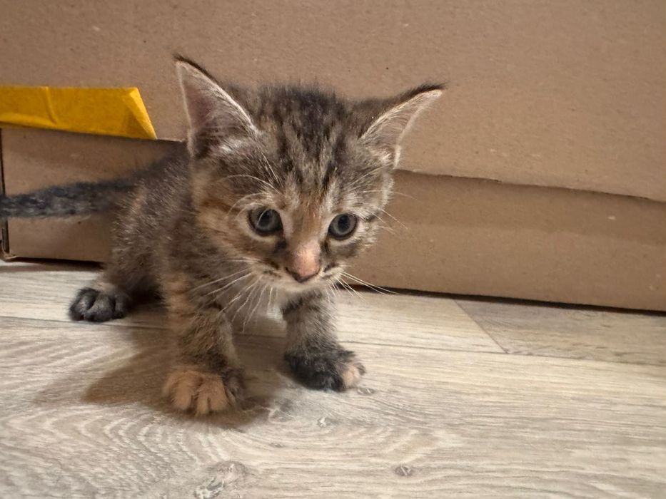 Скотиш фолд котята