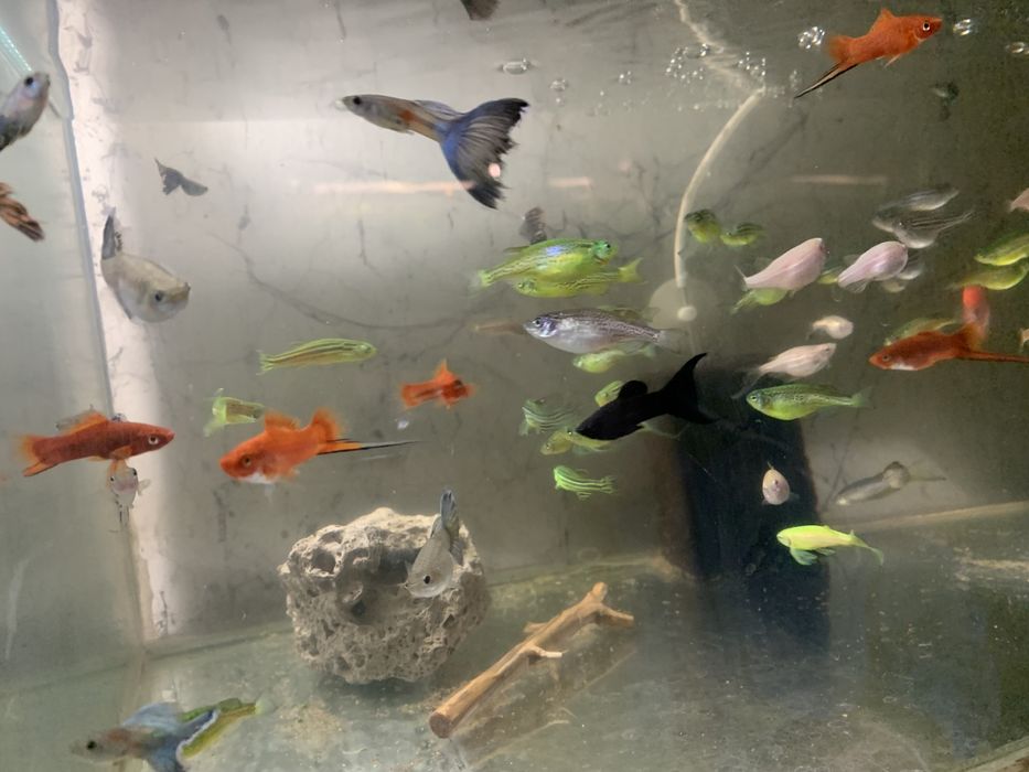 Аквариумни рибки-Анцитруси,Гупи,Молинези