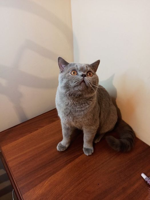 Вязка кота (только вязка)