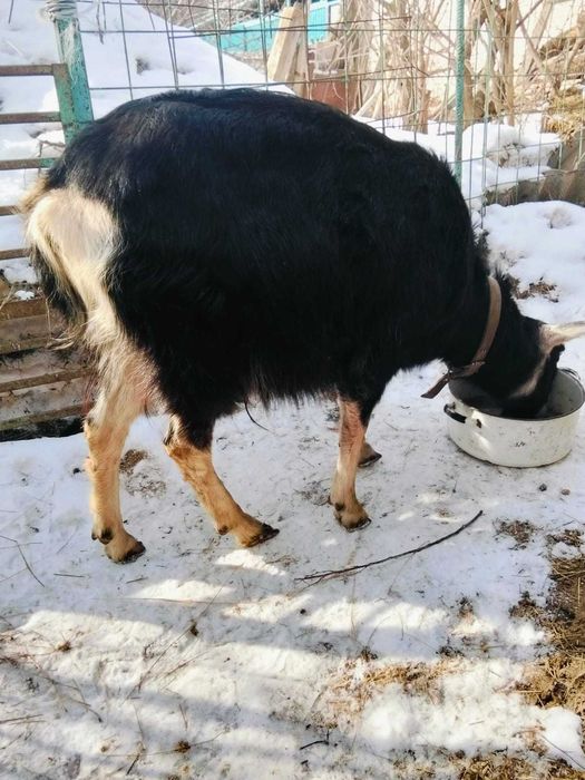 Продам дойных коз