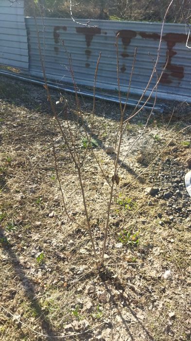 Саженцы плодовых