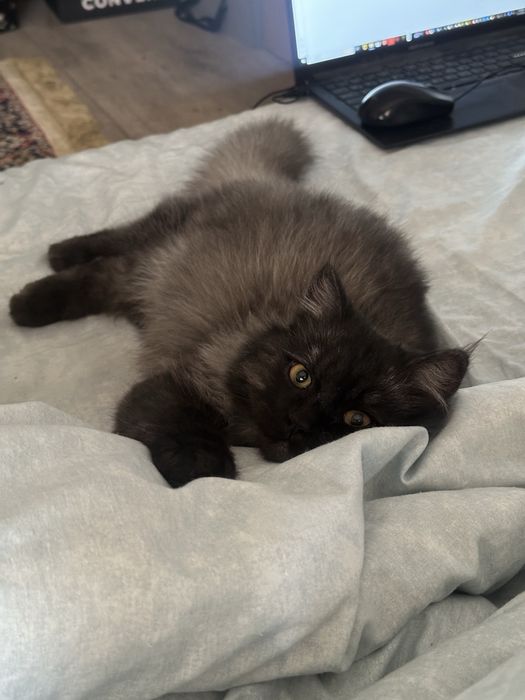 Кот, котенок, кошка, ищу такогоже, заберу, куплю