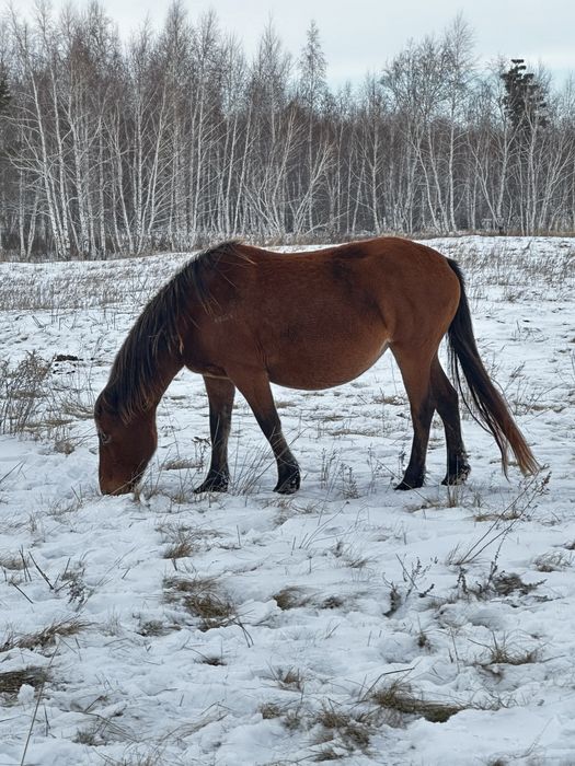 Сатам 1 бие 2 тай или машинага ауыстырам