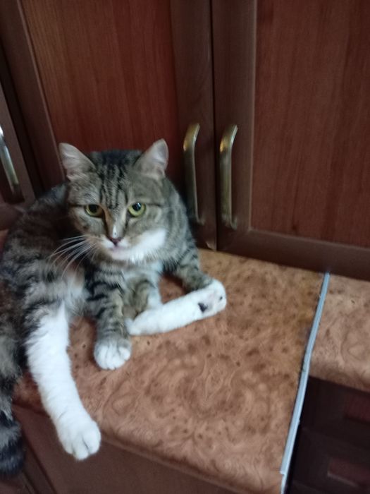 Кот и кошка британка