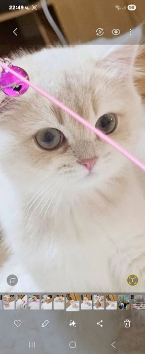 Британски котенца лилаво злато