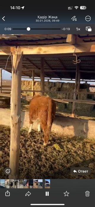 Бұқа 9 бас сатылады