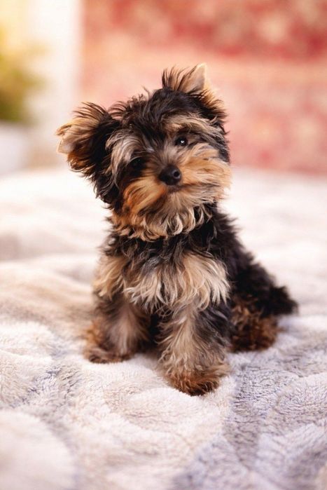 Мини-йорк, который растопит ваше сердце