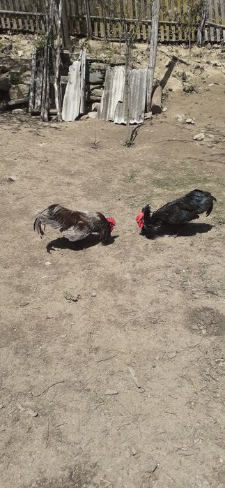 Vand cocosi australorp negru / albastru  si new hampshire