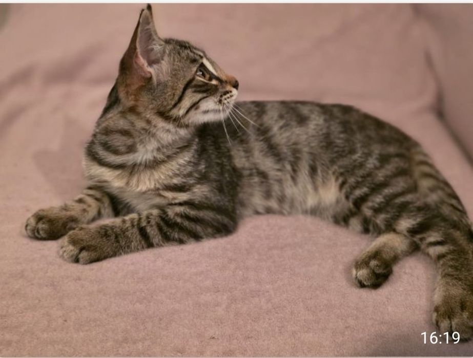 Котёнок срочно ищет дом!!!