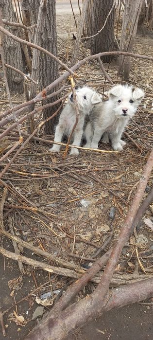 Дарю щенят!            .