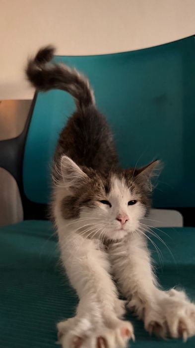 Отдам котенка в добрые руки