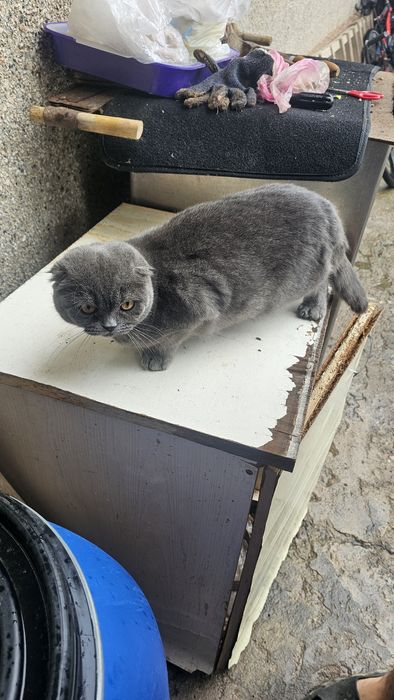 Кошка скотиш фолд