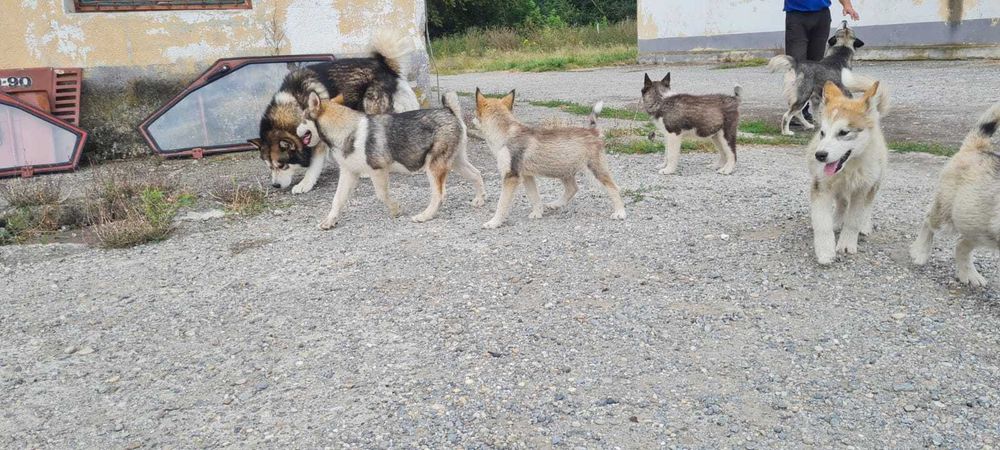 Huski Malamut  Rupea