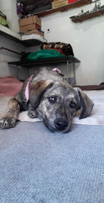 Куче 2 момичета и момче