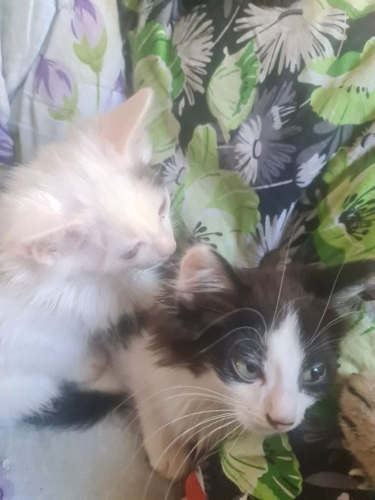 Отдам котят в хорошие руки