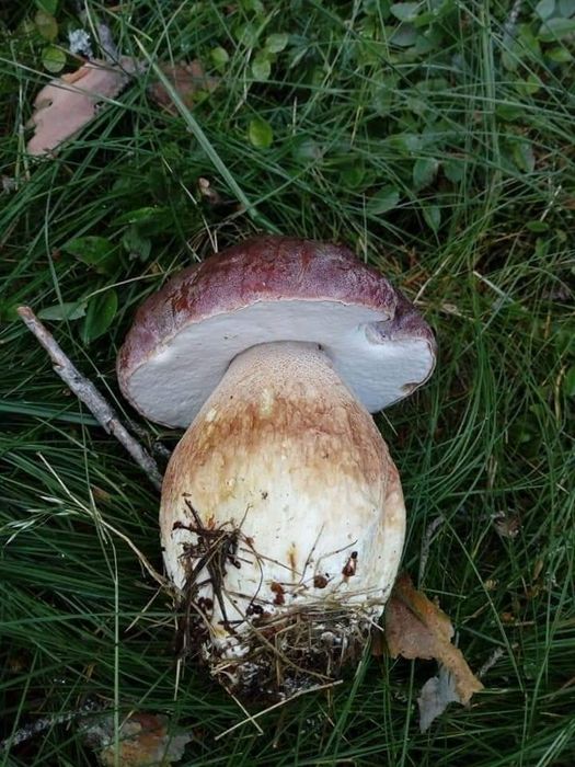 Първокачествена суха  борова манатарка!