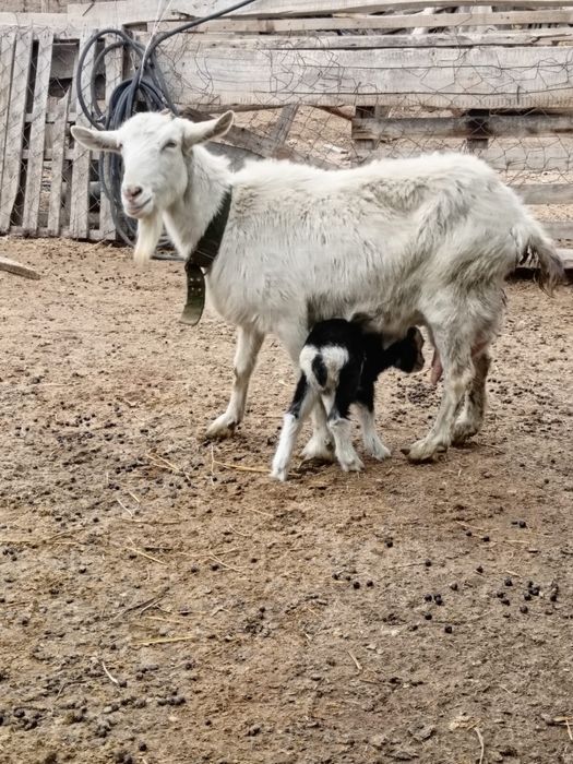 Орыс ешкі сатылады сүтті