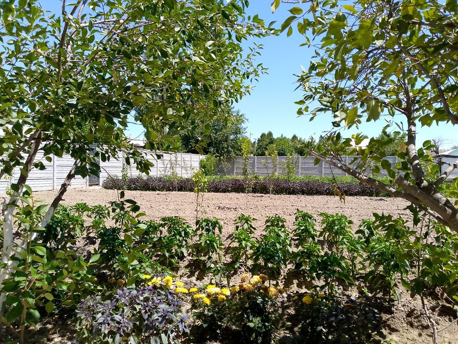 Yer uchastkasi bilan o'pshi 54000$ tezda sotilishi uchun beriladi