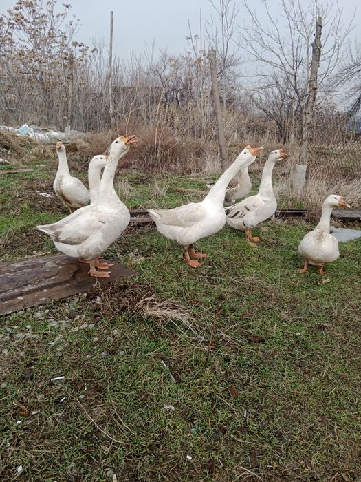 Қазылар сатылады