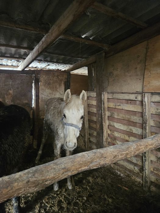 Продам.  жеребят