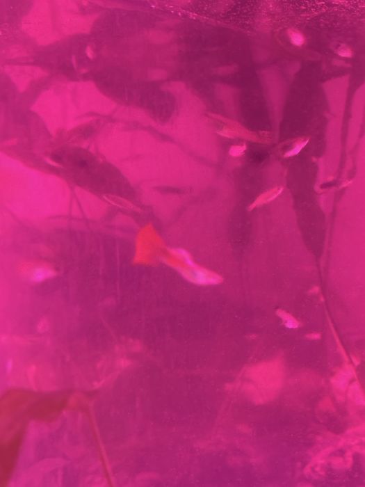 Продам гуппи  продам