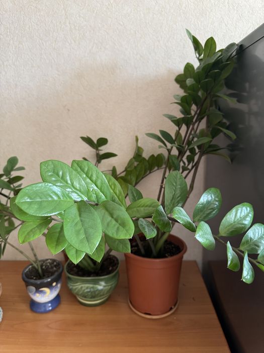 Продам замиокулькосы