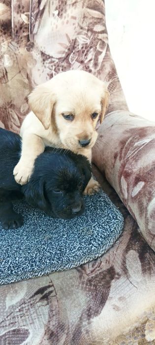 Лабрадор Кучук болалри сотилди 40 Кун   яяяя