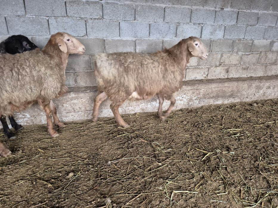 Қошқар кошкар токтылар