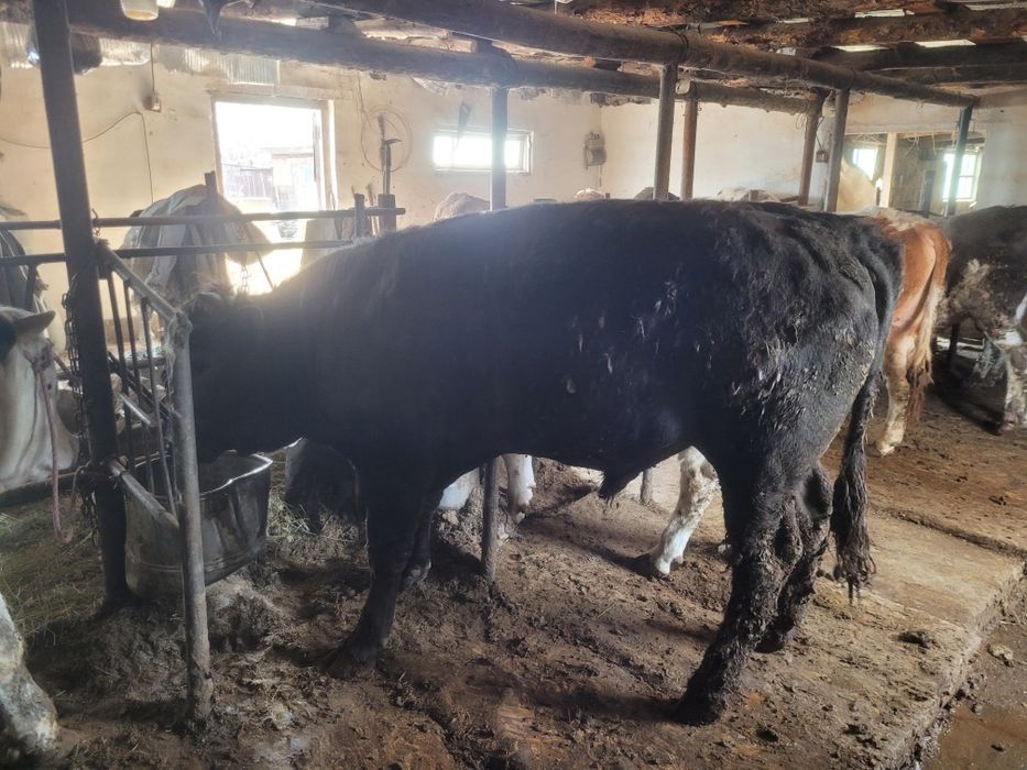 Продам быков на племя