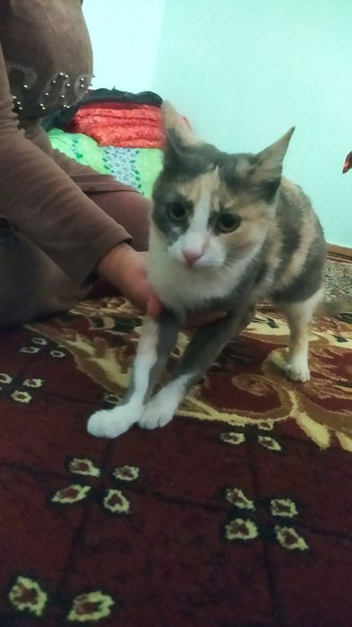 Mushuk sotiladi parodalik