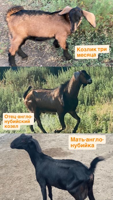 Продам козочку,козлика