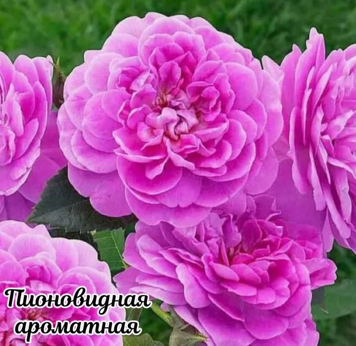 Саженцы роз оптом