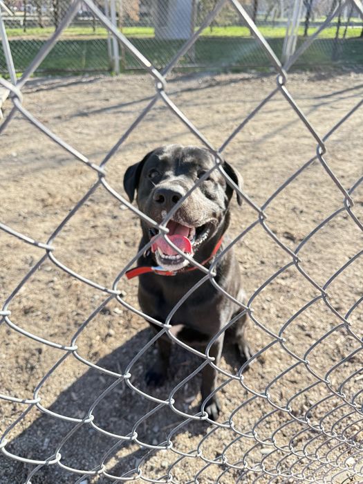 Красавец лабрадор ищет даму для вязки