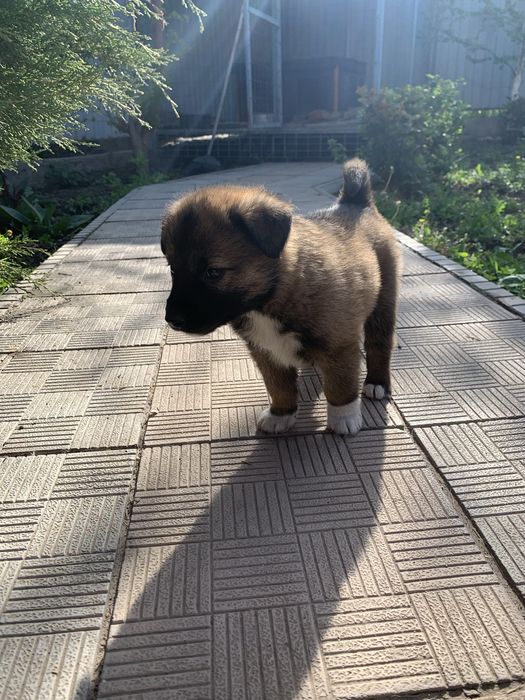 щенята ищут дом!