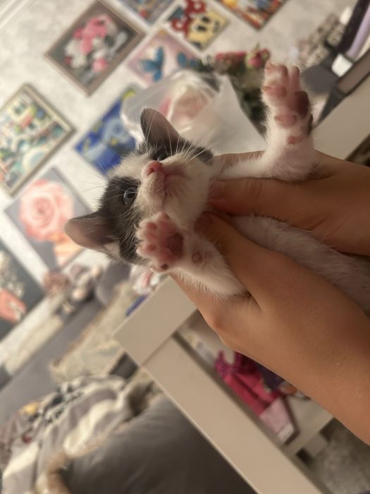 Котята ищут дом