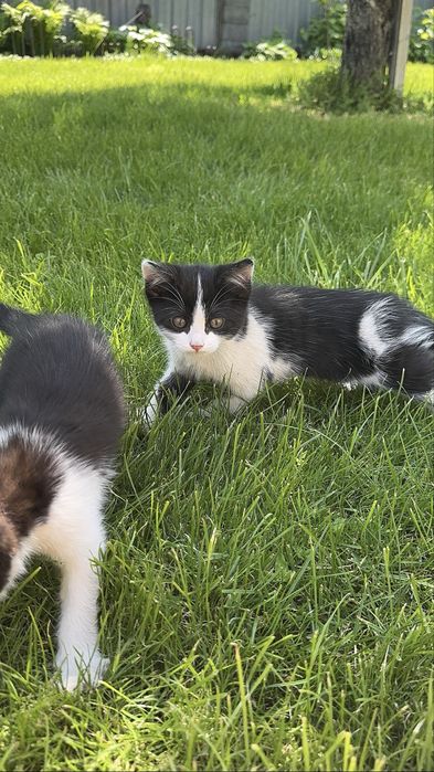 Котята бесплатно