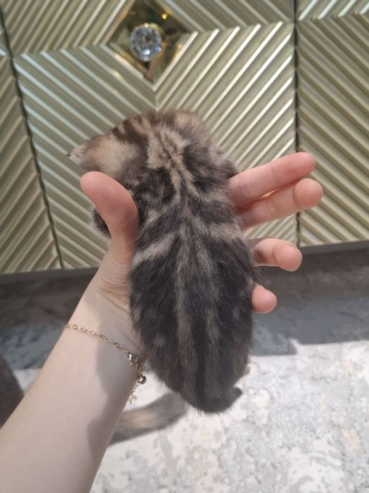 Скотиш страйт мальчик бенгал окраска