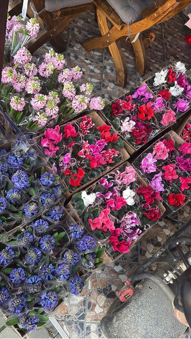 Zambile,primule si Cyclamen